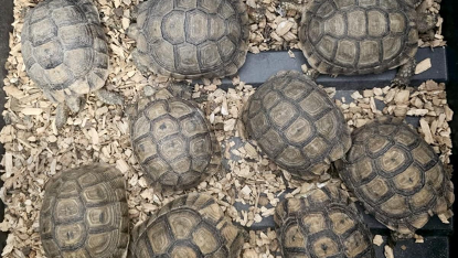 Tortues